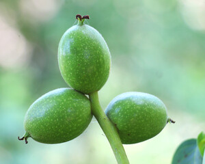 A green, unripe, soft skin walnut with part of a tree branch
