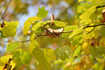 Liriodendron tulipifera Series Featuring Tree, Flower, Leaf, Fruit, and Seed

