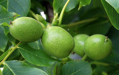 A green, unripe, soft skin walnut with part of a tree branch
