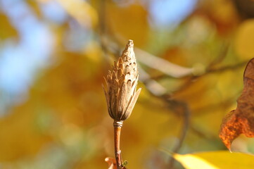 Liriodendron tulipifera Series Featuring Tree, Flower, Leaf, Fruit, and Seed

