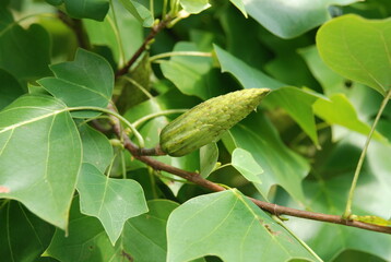 Liriodendron tulipifera Series Featuring Tree, Flower, Leaf, Fruit, and Seed

