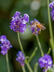 a western honeybee (Apis mellifera) in flight near a violet lavender in the sunlight