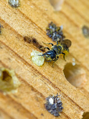 a small black wild bee heriades with yellow pollen on its belly at an insect hotel while closing the nesting cavity with resin in the sunlight