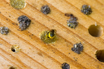 a small black wild bee heriades with yellow pollen on its belly at an insect hotel while closing the nesting cavity with small stones in the sunlight