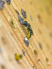 a small black wild bee heriades with yellow pollen on its belly at an insect hotel while closing the nesting cavity with small stones in the sunlight