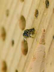 close-up view a young wild bee heriades looks out of the wooden nesting box