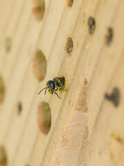 close-up view a young wild bee heriades looks out of the wooden nesting box