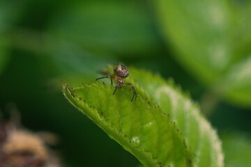 Spider on a leaf in a garden.