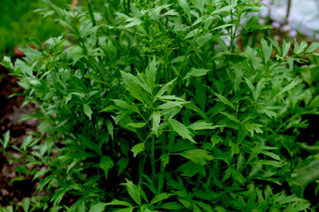 lovage (green herbs background)