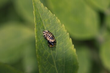 Ladybird larvae in a garden.
