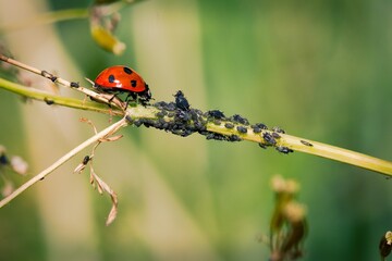 Ladybird eating aphids.