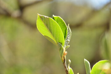 Magnolia sieboldii Series Featuring Flower, Leaf, Bud, Bark, and Fruit

