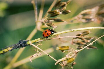 Fototapeta premium Ladybird on a plant.