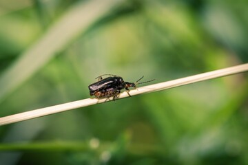 Two beetles crawling on a grass strand.