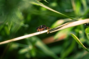 Two beetles on a grass strand.