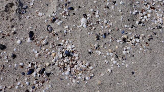 Seashells and fragments of marine life scattered across the golden sand. A natural composition capturing the beauty of a quiet seaside moment.