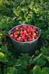 Delicious Freshly Picked Strawberries Collected in a Colorful Bucket Ready for Enjoyment