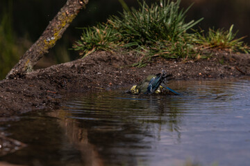 Blue tit energetically bathing in a forest pond on a sunny day.