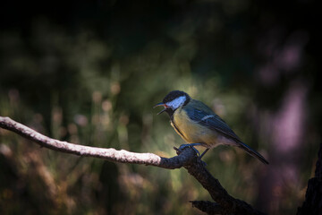 Great tit calling while perched, captured in sharp
