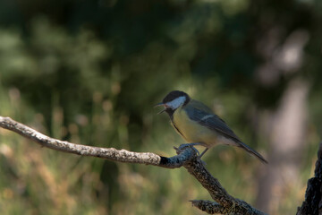 Great tit vocalizing on a branch with bokeh