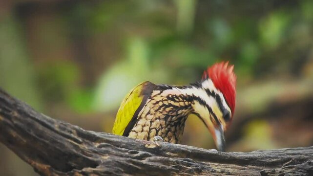 Common Flameback - Dinopium javanense - or Goldenback is a bird in the family Picidae, found in Bangladesh, Brunei, Cambodia, China, India, Indonesia, Laos, Malaysia, Singapore, Thailand, Vietnam.