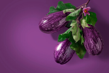 Eggplant Graphite, spotted purple vegetable on branch with leaves. Raw berry, fresh nightshade fruit