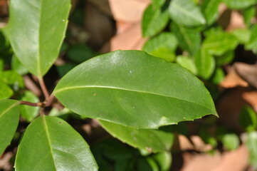 Schisandra sphenanthera Series Showing Fruits, Seeds, Leaves, and Vines

