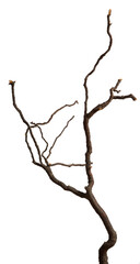 Bare branch without leaves or root on isolated background. Dry tree in winter or during drought.
