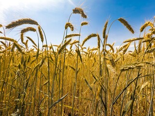Close-up view of golden wheat spikes under a bright blue sky in a sunlit agricultural field during...