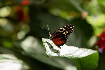 Butterfly on a leaf in a garden in the sunshine. Ontario, Canada.	