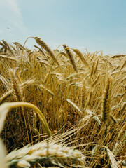 Close-up of a ripe wheat field under clear blue sky on a sunny summer day. Golden wheat ears bend...