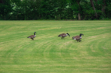 Geese bring a little chaos and a lot of character to the course, The Château Élan Golf Club, Braselton, Atlanta, Georgia, United States of America