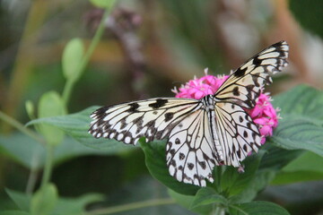 A Black and White Butterfly Feeding from a Purple Flower.