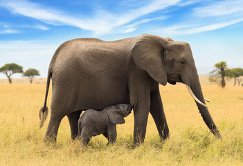 Obraz premium A baby elephant hiding under its mother in the savanna