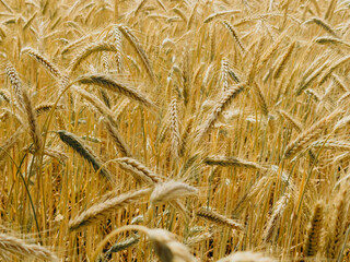 Dense field of golden wheat in full ripeness during a warm summer day. The image captures tightly...