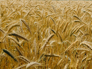 Dense golden wheat field with ripe ears of grain, waving under the summer sunlight. The detailed...