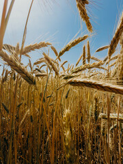 Golden ears of wheat stretch upward beneath a bright blue sky. A low angle view captures the...
