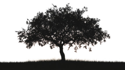 Silhouette of a lone tree against colorful gradient sunset sky isolated on white background