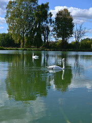 romantic image of swans on a pond in a park