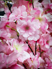 A soft focus shot of a number of artificial pink cherry blossoms, creating a lush and beautiful floral backdrop commonly used for room decoration. Perfect for backgrounds, decorative themes.