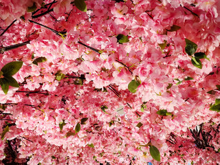Artificial cherry blossom decoration with its green leaves creating a dense canopy as an indoor...