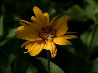 White Crab Spider Camouflaged on a Bright Orange Heliopsis Flower in Sunlight