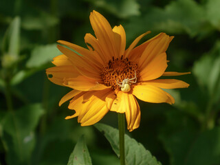 White Crab Spider Camouflaged on a Bright Orange Heliopsis Flower in Sunlight