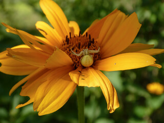 Close-up of a White Crab Spider Blending into a Bright Yellow-Orange Flower