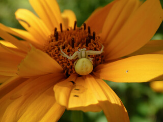 Close-up of a White Crab Spider Blending into a Bright Yellow-Orange Flower