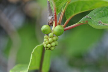 Schisandraceae Family Series Featuring Fruits, Leaves, Vines, and Growth Stages
