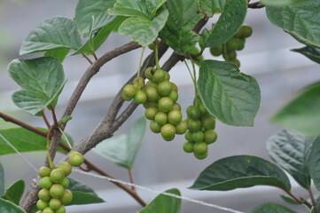 Schisandraceae Family Series Featuring Fruits, Leaves, Vines, and Growth Stages