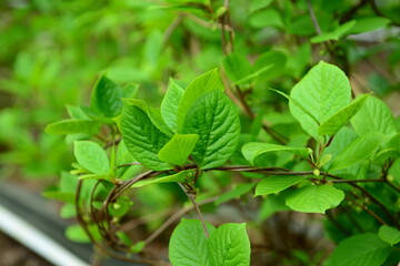 Schisandraceae Family Series Featuring Fruits, Leaves, Vines, and Growth Stages