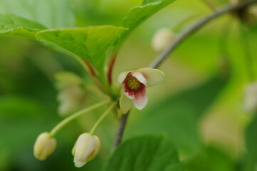 Schisandraceae Family Series Featuring Fruits, Leaves, Vines, and Growth Stages