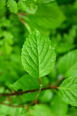 Schisandraceae Family Series Featuring Fruits, Leaves, Vines, and Growth Stages